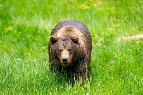 Eurasian brown bear (Ursus arctos arctos) walking on a meadow, Bavarian Forest, Bavaria, Germany