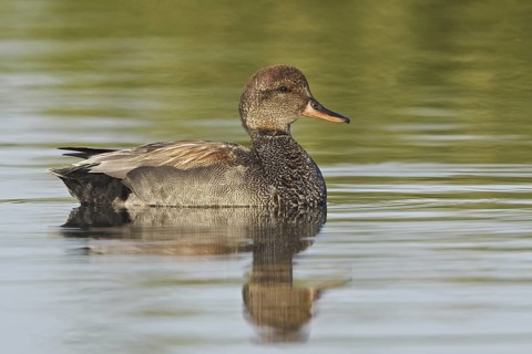 Gadwall (Mareca strepera) male, Ontario, Canada