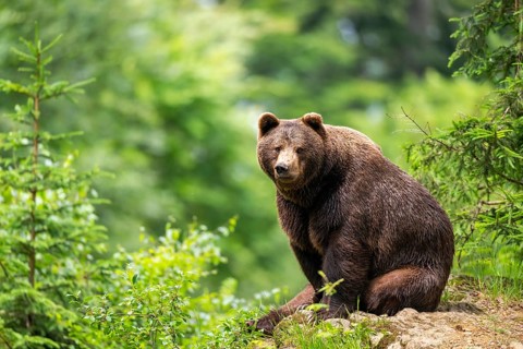 Eurasian brown bear (Ursus arctos arctos) sitting on a rock, Bavarian Forest, Bavaria, Germany