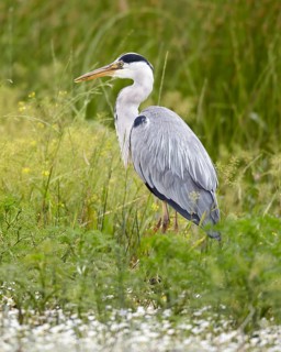 Grey Heron (Ardea cinerea), Mecklenburg-Western Pomerania, Germany