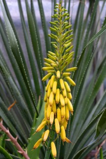 Flowering bittercress, true aloe (Aloe vera), Botanical Garden, Erlangen, Middle Franconia,
