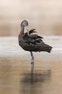 Glossy Ibis (Plegadis falcinellus) preening, Eilat, Israel