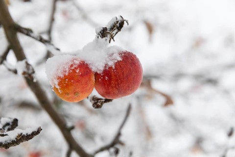 Ripe apples covered in snow on the branches of an apple tree, onset of winter in Oberwartha,