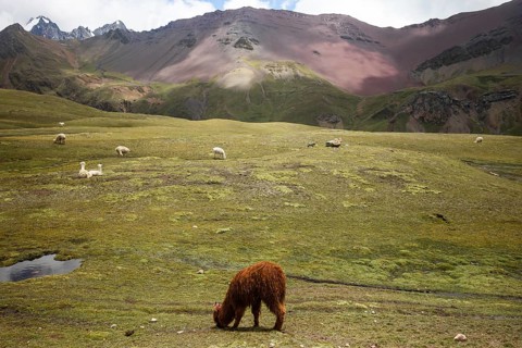 Alpaca and alpacas graze peacefully in the vibrant green landscapes of Vinicunca, Peru's high