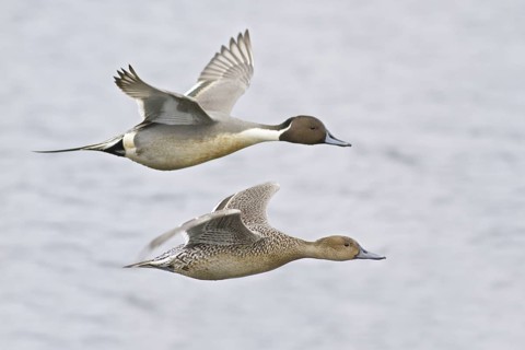 Northern Pintail (Anas acuta), British Columbia, Canada