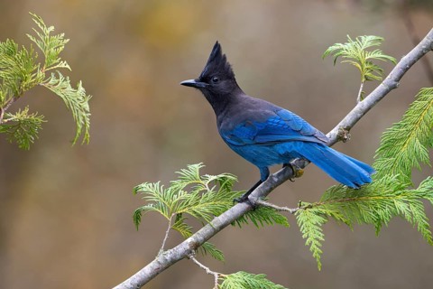 Steller's Jay (Cyanocitta stelleri), British Columbia, Canada