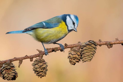 Eurasian Blue Tit (Cyanistes caeruleus) perched on a branch, Lower Saxony, Germany