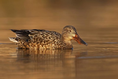 Northern Shoveler (Spatula clypeata) female, British Columbia, Canada