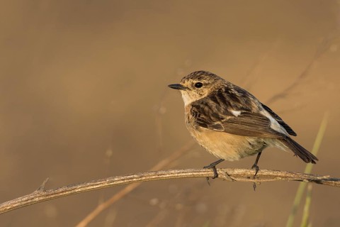 Siberian Stonechat - Pallasschwarzkehlchen - Saxicola maurus, Russia (Ural), adult female