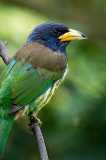 Great Barbet (Psilopogon virens clamator) perched on a branch, Yunnan, China