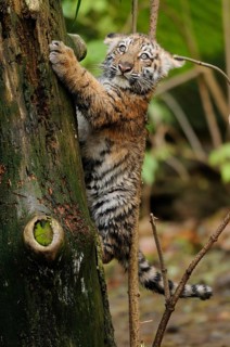 A tiger cub explores while climbing up a tree, full of the joy of discovery, Siberian tiger