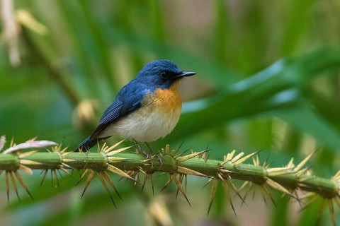 Tickell's Blue Flycatcher (Cyornis tickelliae) male perched on a branch, Cat Tien National Park,