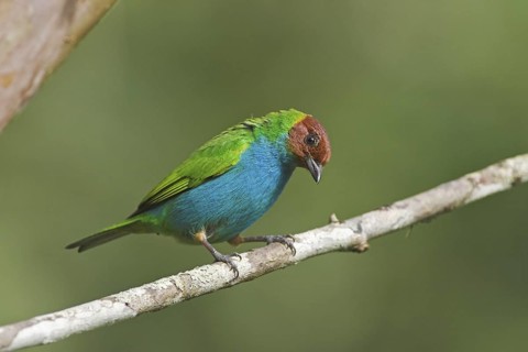 Bay-headed Tanager (Tangara gyrola), Costa Rica