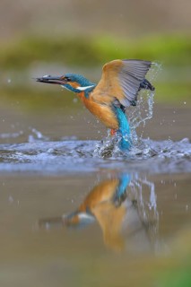 Kingfisher (Alcedo atthis), taking off from the water with a fish in its beak, Lechauen, Bavaria,