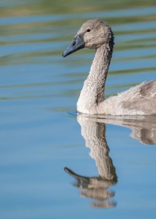 Mute swan (Cygnus olor) young bird swimming on a pond, Thuringia, Germany