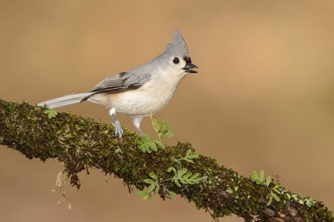 Tufted Titmouse (Baeolophus bicolor) singing, Texas, USA