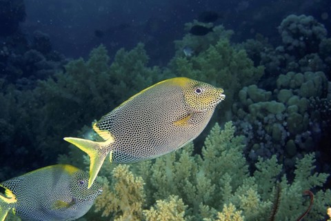 Spotted rabbitfish (Siganus stellatus laqueus)