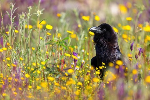 Raven, Common Raven, Raven, (Corvus cor), Grand Corbeau, Hides De Calera / Valley Hide, Calera Y