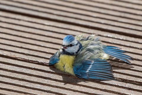 Eurasian Blue Tit (Cyanistes caeruleus) sunbathing on wood terrace, Mecklenburg-Western Pomerania,