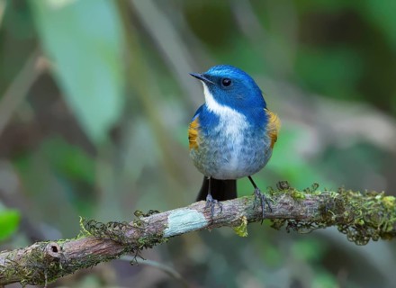 Himalayan Bluetail (Tarsiger rufilatus) male, Thailand