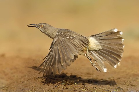Curve-billed Thrasher (Toxostoma curvirostre) flying, Texas, USA