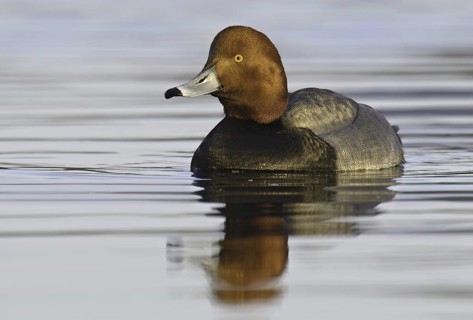 Redhead (Aythya americana) male, Arizona, USA