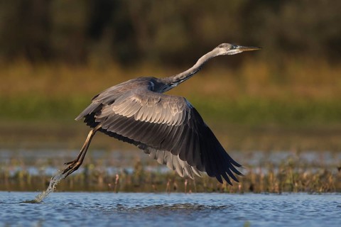 Grey Heron (Ardea cinerea) juvenile flying, Tiszaalpár, Hungary