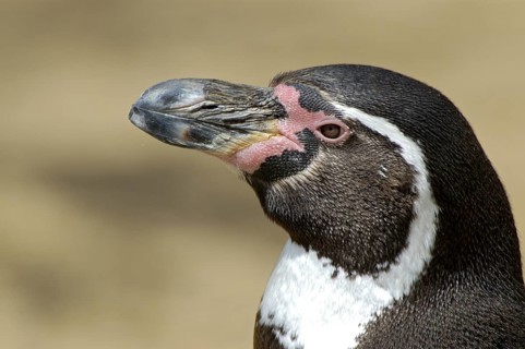 Humboldtpinguin (Spheniscus humboldti), Portrait, captive, Zoo/Gehege, NRW, Deutschland