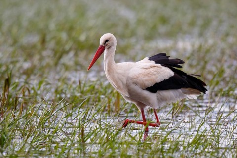 White Stork (Ciconia ciconia) foraging, Poland