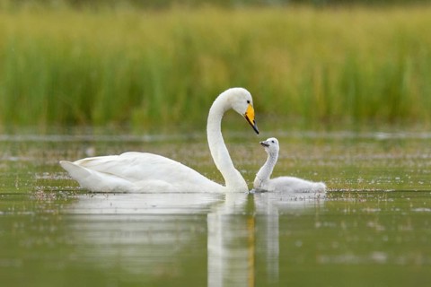 Whooper Swan (Cygnus cygnus) with chick, Iceland