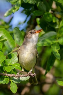 Olive warbler, (Hippolais olivetorum), animal, animals, bird, birds, biotope, habitat, perch,
