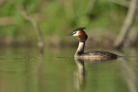 Great Crested Grebe (Podiceps cristatus), North Rhine-Westphalia, Germany