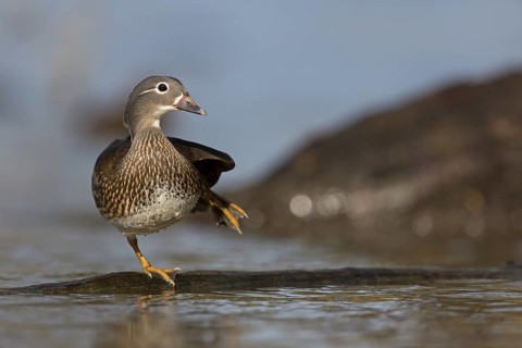 Mandarin Duck (Aix galericulata) female, Baden-Wuerttemberg, Germany