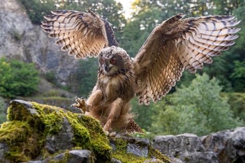 Eurasian Eagle-owl (bubo bubo) flying, Gerolstein, Rhineland-Palatinate, Germany