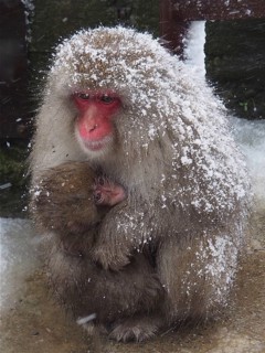 Snow monkey (Macaca fuscata)