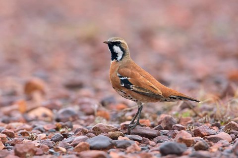 Cinnamon Quail-thrush (Cinclosoma cinnamomeum) male, South Australia, Australia