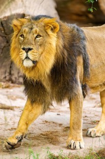 Asiatic lion (Panthera leo persica) male walking around on the ground, captive, Germany
