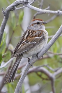 American Tree Sparrow (Spizelloides arborea), Manitoba, Canada
