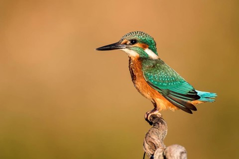Common Kingfisher (Alcedo atthis) perched on a branch, Andalusia, Spain