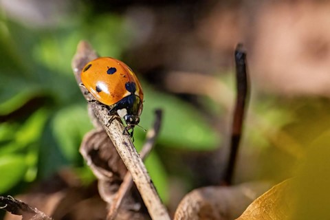 Close-up of a ladybird on a branch in front of a blurred background with green leaves, A ladybird