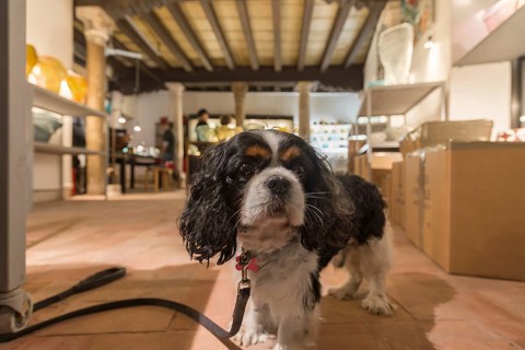 Young Cocker Spaniel in a shop, Venice, Veneto, Italy