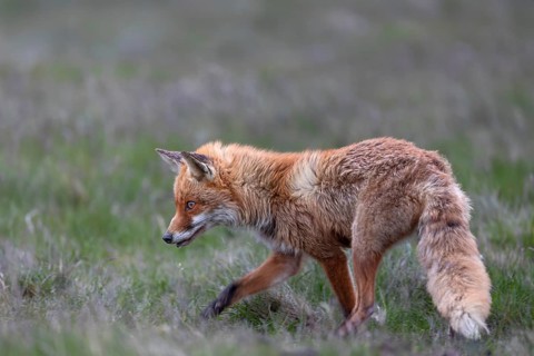 The hunting attempt was unsuccessful and the red fox (Vulpes vulpes) continues to search for prey,