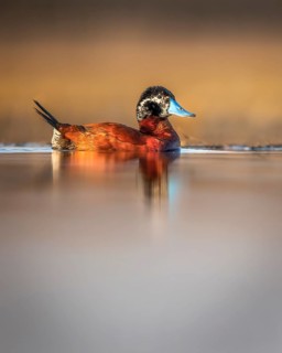 Maccoa Duck (Oxyura maccoa) male, Gauteng, Südafrika