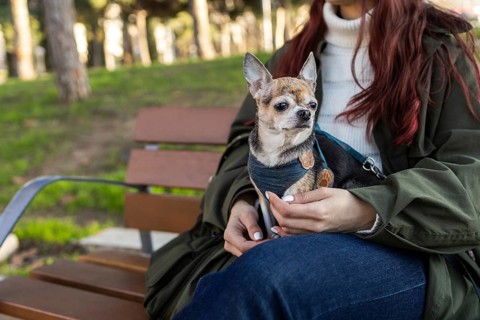 A woman with long hair holds a small chihuahua on her lap while sitting on a wooden bench. The