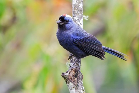 Diademed Tanager (Stephanophorus diadematus) perched on a branch in the Atlantic rainforest of