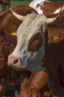 Buntscheck cow on the pasture, Franconia, Bavaria, Germany