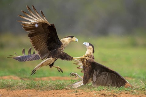 Northern Crested Caracara (Caracara cheriway) juveniles fighting, Texas, USA