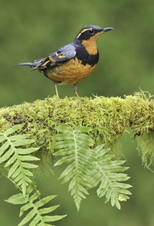 Varied Thrush (Ixoreus naevius), British Columbia, Canada