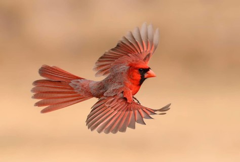 Northern Cardinal (Cardinalis cardinalis) male flying, Texas, USA