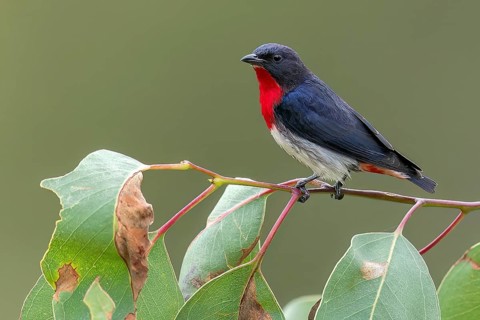 Mistletoebird (Dicaeum hirundinaceum) perched on a branch in eastern Australia